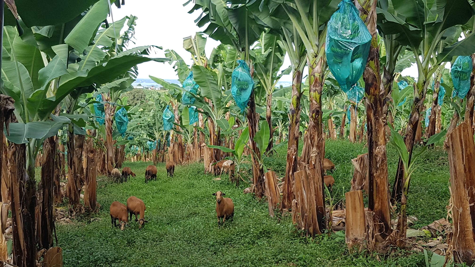 Programme EcoPhyto, remplacement des herbicides par des moutons dans les bananeraies