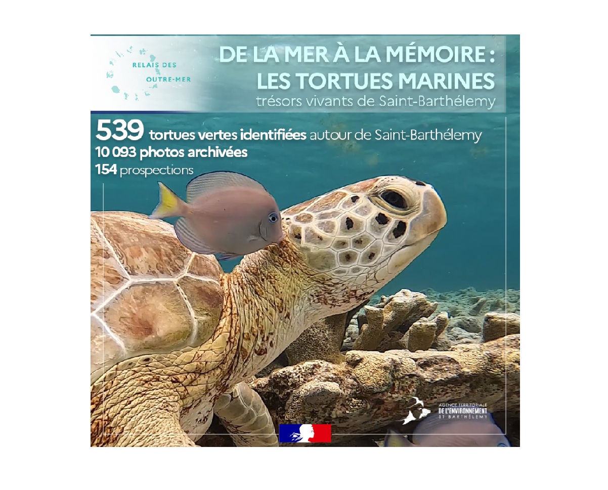 539 tortues vertes identifiées autour de Saint-Barthélemy